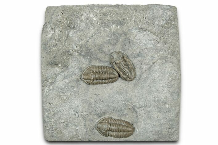Three Mississippian Trilobites (Ameropiltonia) - Missouri #325628